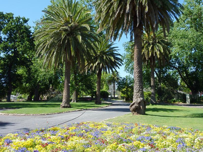 Horsham - Horsham Botanic Gardens: Canary Island palms