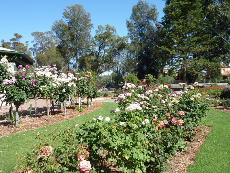 Horsham - Horsham Botanic Gardens: Rose garden