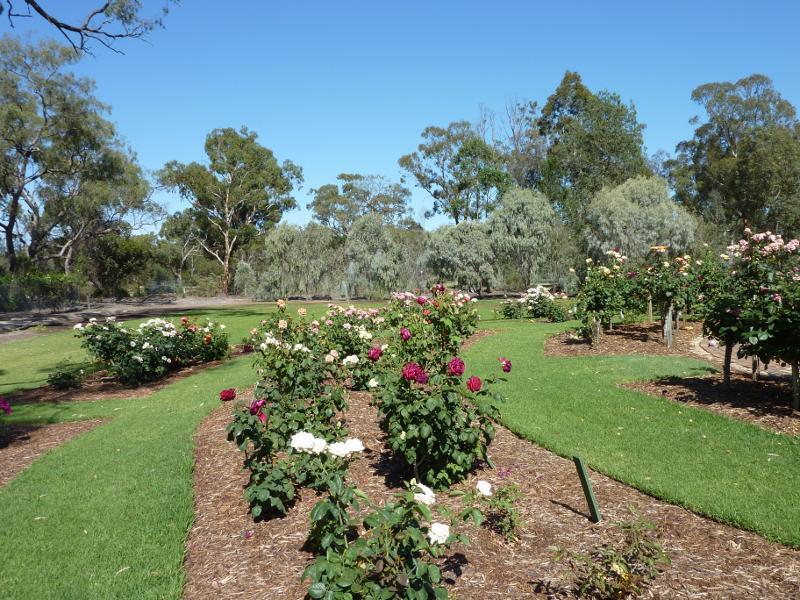 Horsham - Horsham Botanic Gardens: Rose garden and memorial hedge in background