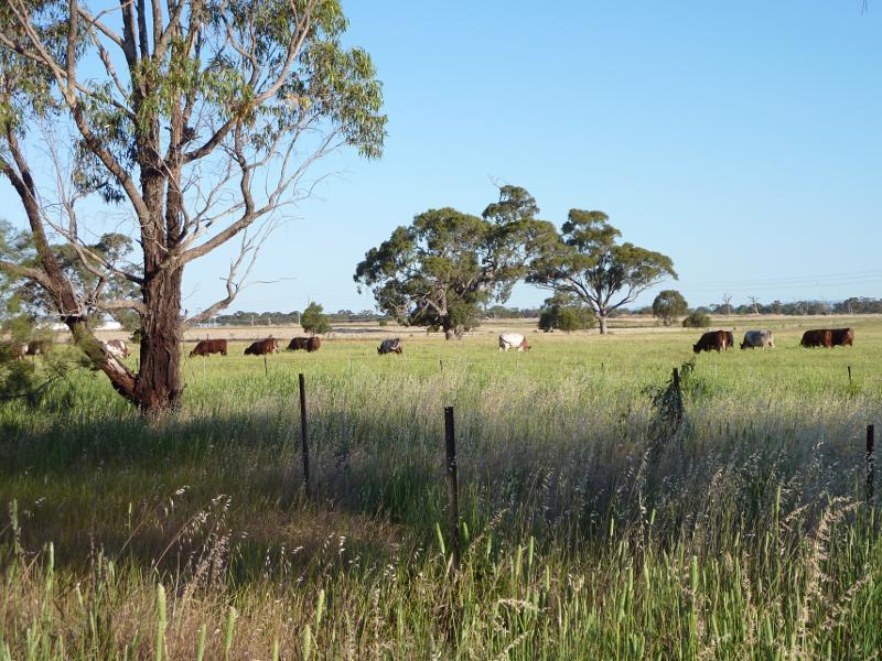 Horsham - Wimmera River on west wide of weir and at wetlands: Southerly view across fields at southern end of weir