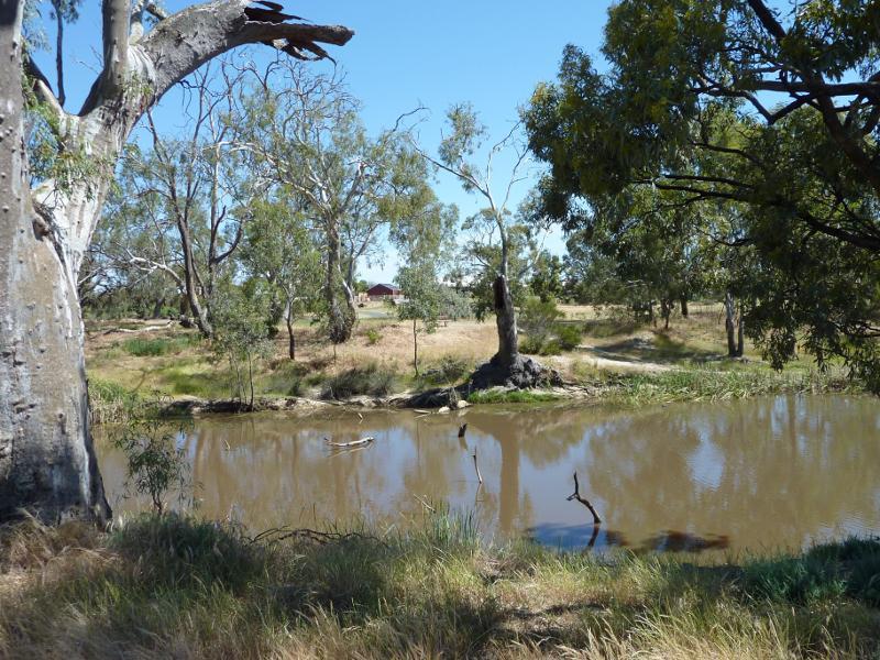Horsham - Wimmera River on west wide of weir and at wetlands: View north across river near weir