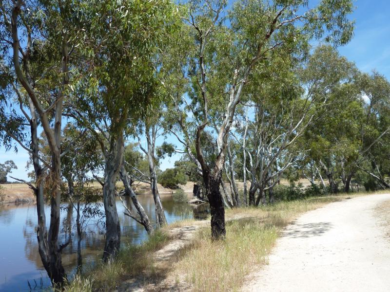 Horsham - Wimmera River at native grass reserve, east end of Baillie Street: View south along pathway beside river