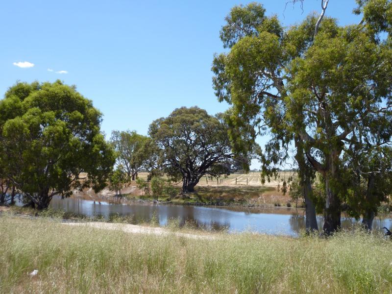 Horsham - Wimmera River at native grass reserve, east end of Baillie Street: View east through grasslands towards river