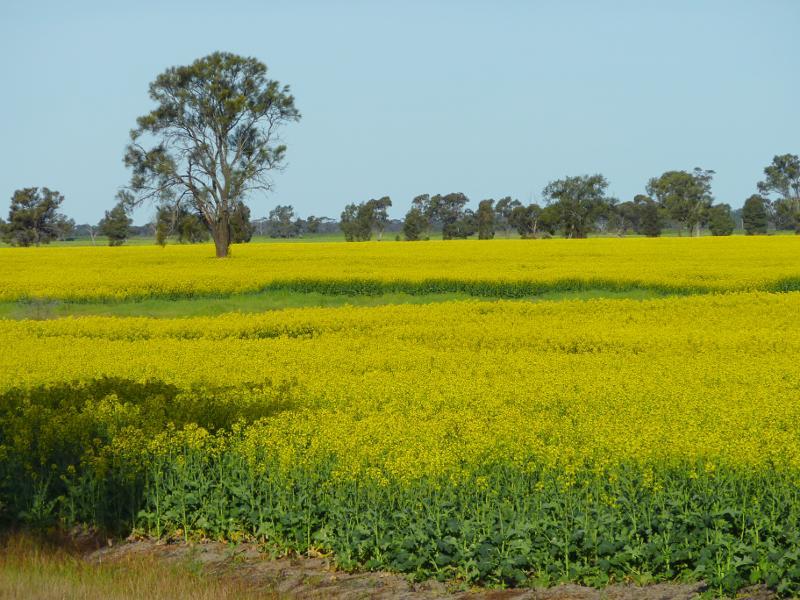 Horsham - Views from Wal Wal Road and Fishers Road near Taylors Lake: Canola fields viewed from Wal Wal Rd near Western Hwy