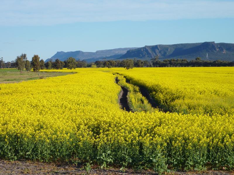 Horsham - Views from Wal Wal Road and Fishers Road near Taylors Lake: View towards the Grampians from Wal Wal Rd south of Fishers Rd