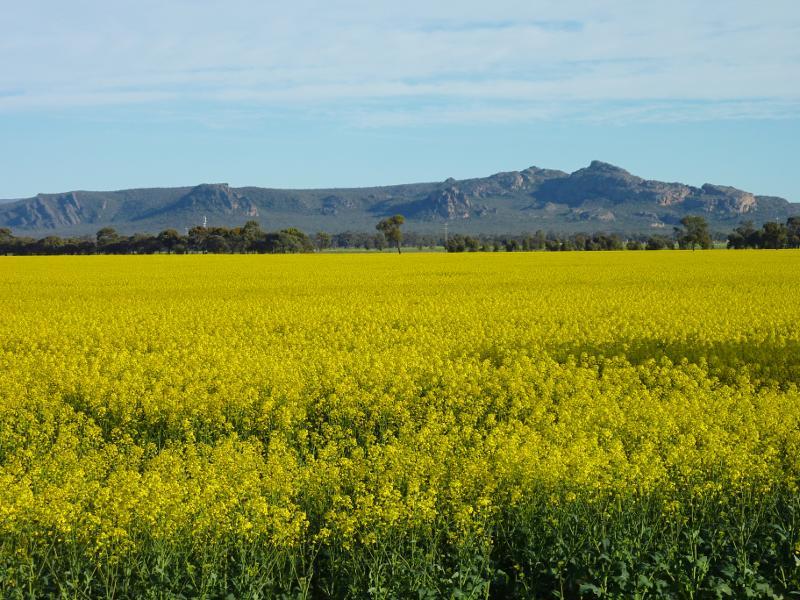 Horsham - Views from Wal Wal Road and Fishers Road near Taylors Lake: View towards the Grampians from Wal Wal Rd south of Fishers Rd