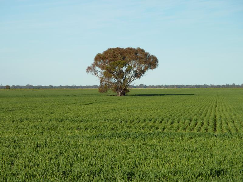 Horsham - Views from Wal Wal Road and Fishers Road near Taylors Lake: Fields on east side of Fishers Rd north of Wal Wal Rd