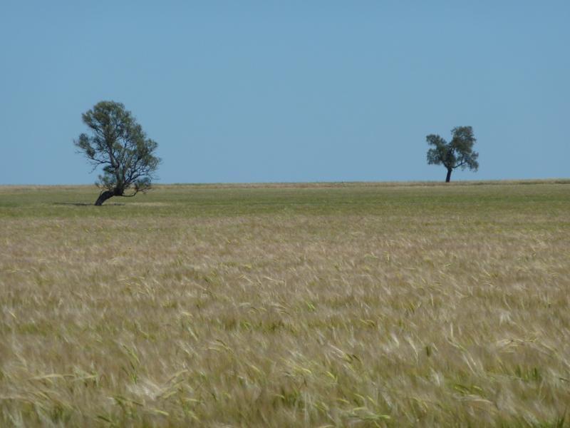 Horsham - Henty Highway north-west of Horsham: Westerly view, Henty Hwy north of Wimmera Hwy