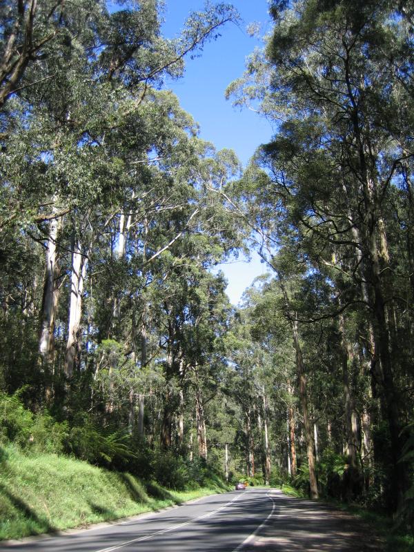 Kallista - Around Kallista: View south along Monbulk Rd through Dandenong Ranges National Park, Sherbrooke