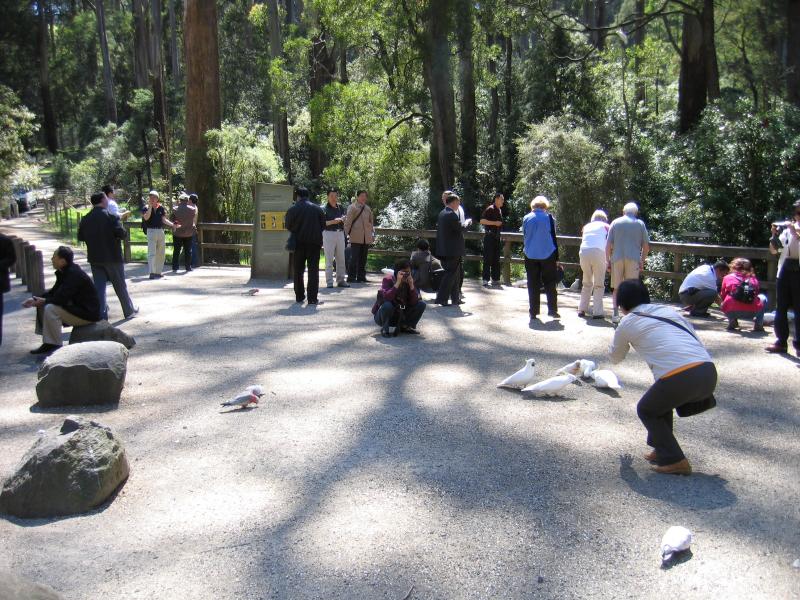Kallista - Grants Picnic Ground, Monbulk Road: Visitors feeding cockatoos