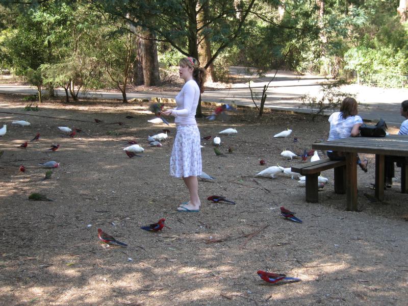 Kallista - Grants Picnic Ground, Monbulk Road: Feeding the birds