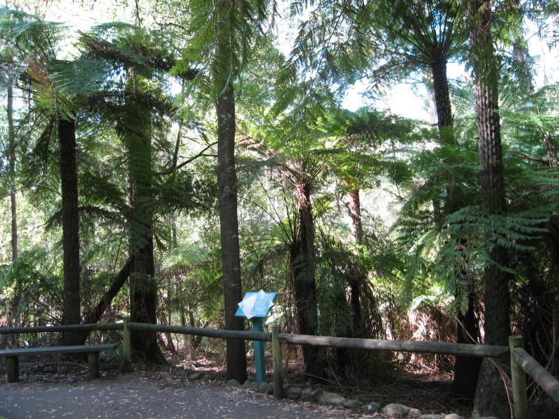 Kallista - Grants Picnic Ground, Monbulk Road - Ferns and bush along Margaret Lester forest walk