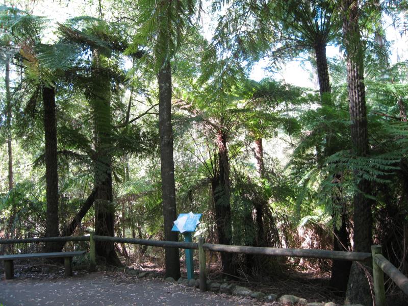 Kallista - Grants Picnic Ground, Monbulk Road: Ferns and bush along Margaret Lester forest walk