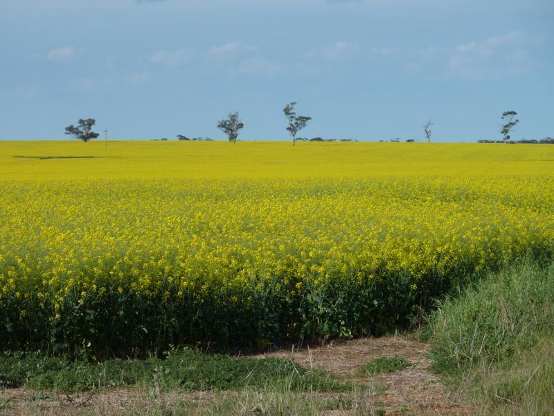 Kaniva - Broughton Road: Northerly view across canola fields, Broughton Rd at Vivians Rd