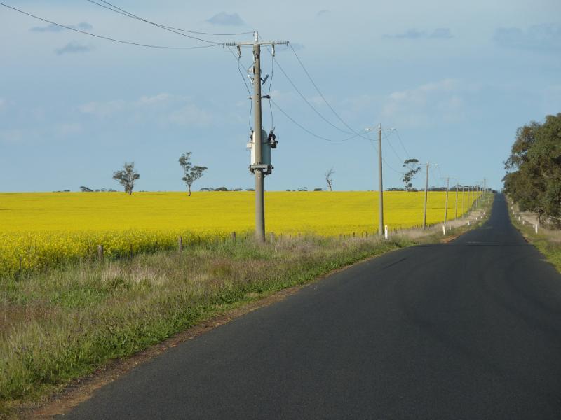 Kaniva - Broughton Road: Canola fields, view north-east along Broughton Rd at Vivians Rd