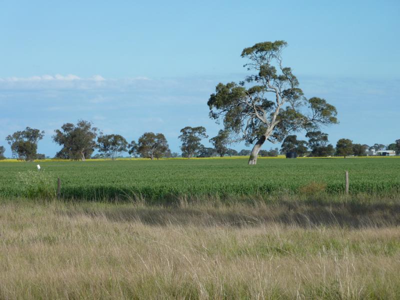 Kaniva - South Lillimur Road: South-easterly view, South Lillimur Rd south of Budjik St