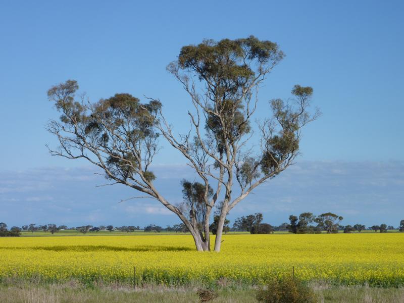 Kaniva - South Lillimur Road: South-easterly view, South Lillimur Rd 1.5 km from Western Hwy