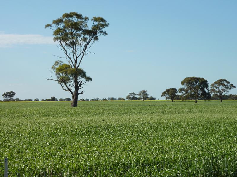 Kaniva - South Lillimur Road: Northerly view, South Lillimur Rd 1.5 km from Western Hwy