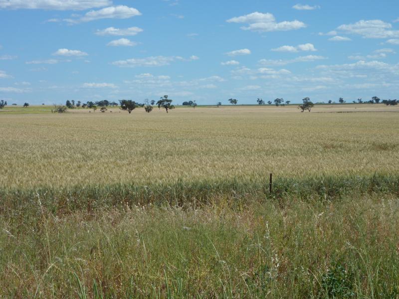 Kaniva - Western Highway, east of Kaniva: Southerly view over fields, Western Hwy, 5 km east of Kaniva