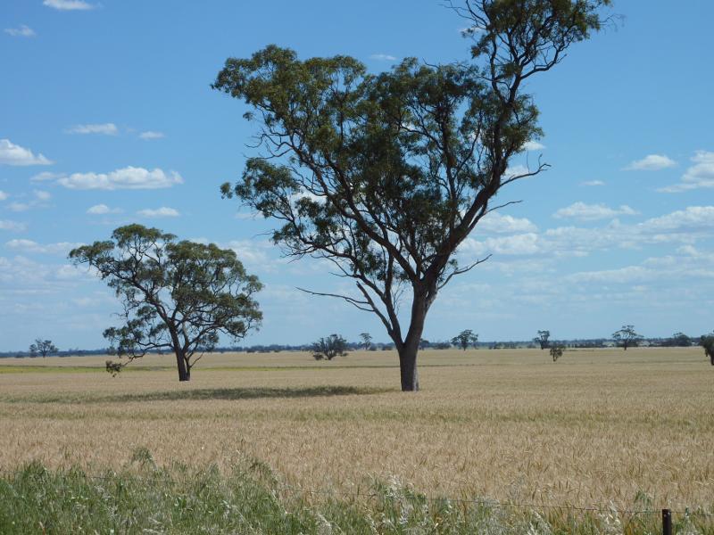 Kaniva - Edenhope Road, east of Kaniva: Westerly view across fields, Edenhope Rd, south of Western Hwy