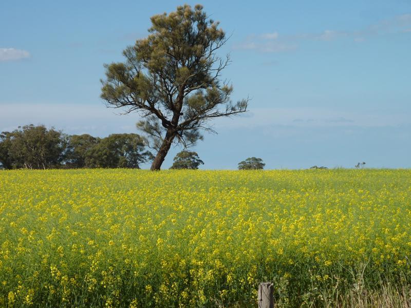 Kaniva - Western Highway, west of Kaniva: Canola fields on north side of Western Hwy, 2 km east of Telopea Downs Rd