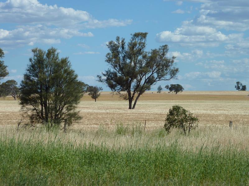 Kaniva - Western Highway, west of Kaniva: Southerly view, Western Hwy near Telopea Downs Rd