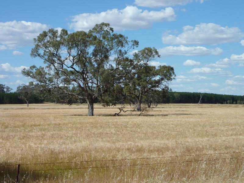 Kaniva - Area around State border between Victoria and South Australia, Western Highway: North-easterly view, Western Hwy, east of border