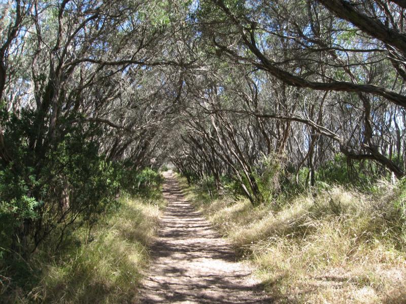 Kilcunda - Powlett River around river mouth and surrounding ocean beach: Bush walking track along eastern side of river