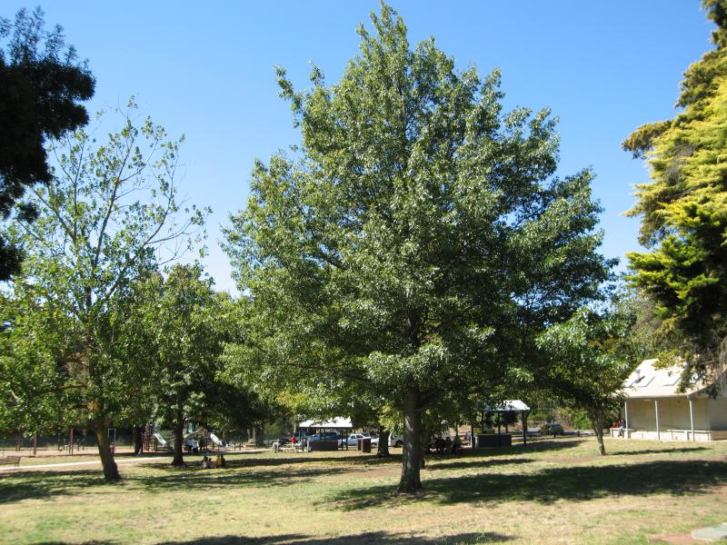 Kilmore - Hudson Park, Sydney Street between Bourke Street and Foote Street: View through park