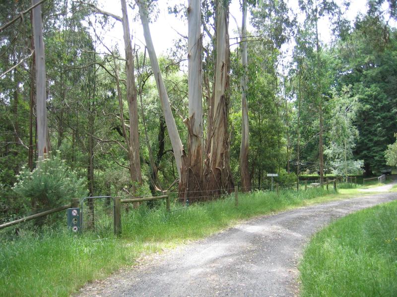 Korumburra - Korumburra Botanic Park, Bridge Street: Road through the park