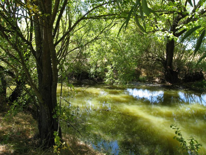 Kyneton - Kyneton Mineral Springs Reserve, Burton Avenue: View across Boggy Creek