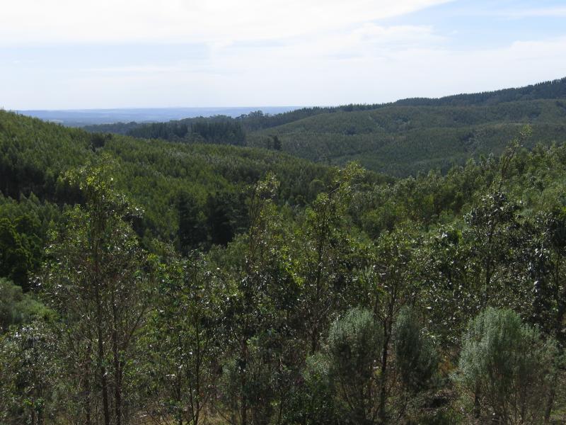 Lavers Hill - Scenery along Great Ocean Road near Yuulong: View inland from lookout south-west of Yuulong