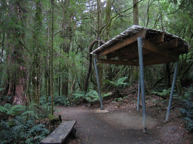 Lavers Hill - Otway Fly tree top walk, Phillips Track, Beech Forest: Walking track between Visitor Centre and tree-top walk