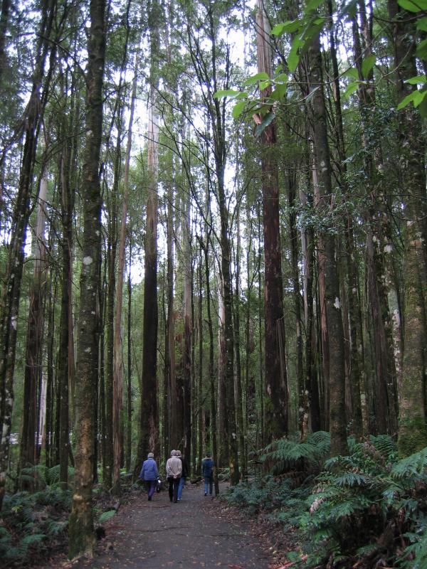 Lavers Hill - Otway Fly tree top walk, Phillips Track, Beech Forest: Walking track between Visitor Centre and tree-top walk