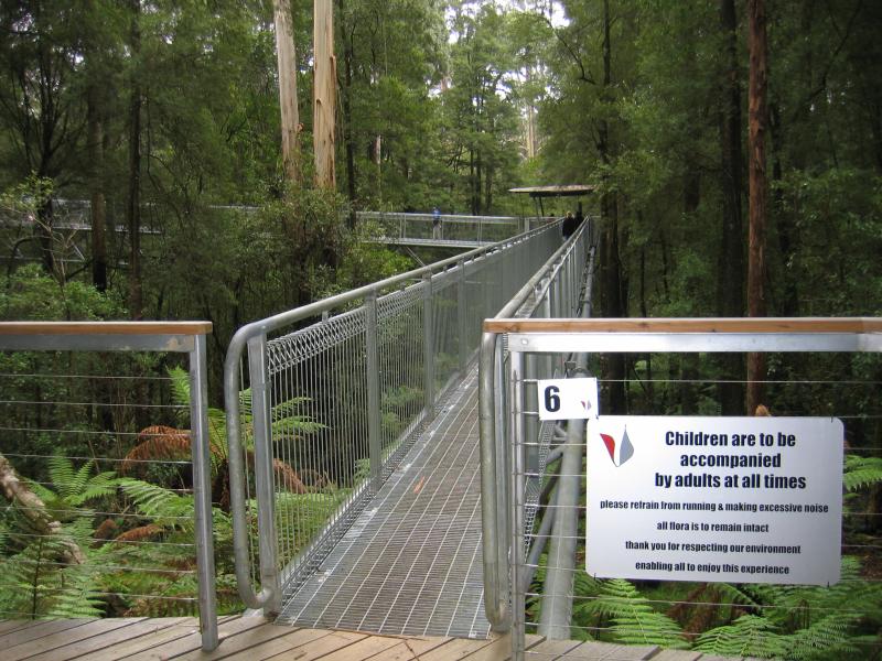 Lavers Hill - Otway Fly tree top walk, Phillips Track, Beech Forest: Entrance to tree-top walk