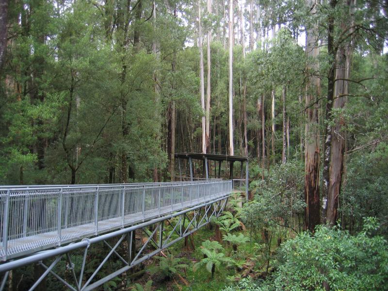 Lavers Hill - Otway Fly tree top walk, Phillips Track, Beech Forest: Walkway