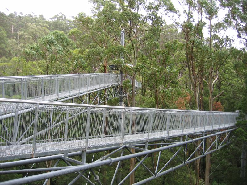 Lavers Hill - Otway Fly tree top walk, Phillips Track, Beech Forest: Walkway