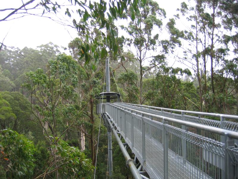 Lavers Hill - Otway Fly tree top walk, Phillips Track, Beech Forest: Walkway