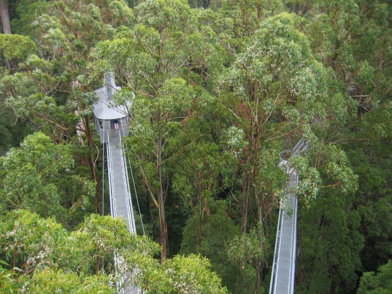 Lavers Hill - Otway Fly tree top walk, Phillips Track, Beech Forest: View from spiral tower