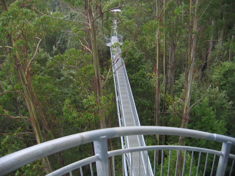 Lavers Hill - Otway Fly tree top walk, Phillips Track, Beech Forest: View from spiral tower
