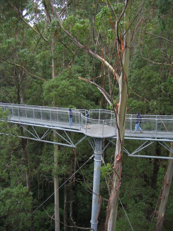 Lavers Hill - Otway Fly tree top walk, Phillips Track, Beech Forest: Walkway