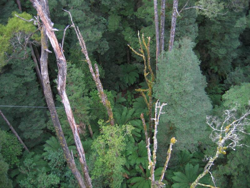 Lavers Hill - Otway Fly tree top walk, Phillips Track, Beech Forest: View to ferns below
