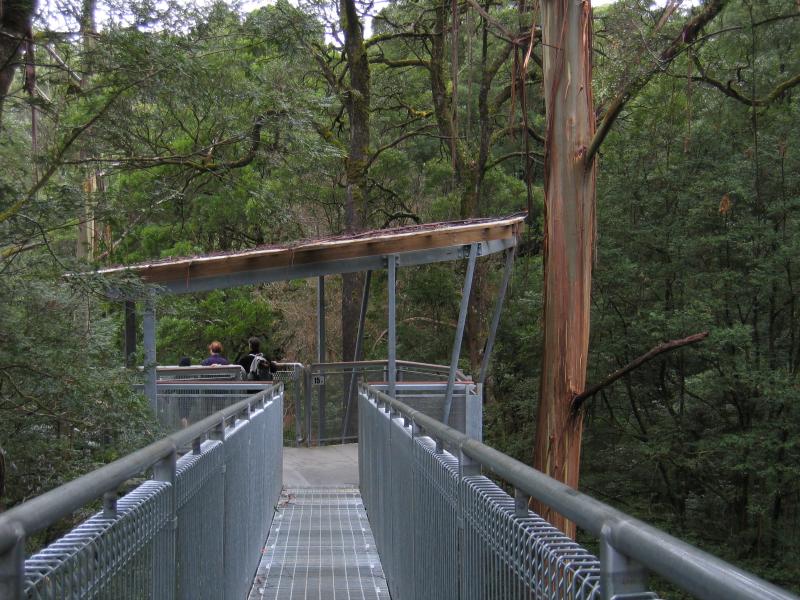 Lavers Hill - Otway Fly tree top walk, Phillips Track, Beech Forest: Walkway