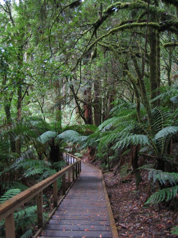 Lavers Hill - Otway Fly tree top walk, Phillips Track, Beech Forest: Rainforest walk