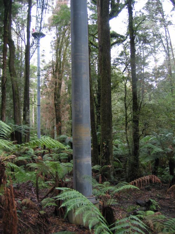 Lavers Hill - Otway Fly tree top walk, Phillips Track, Beech Forest: Rainforest walk, view of poles which support tree-top walk