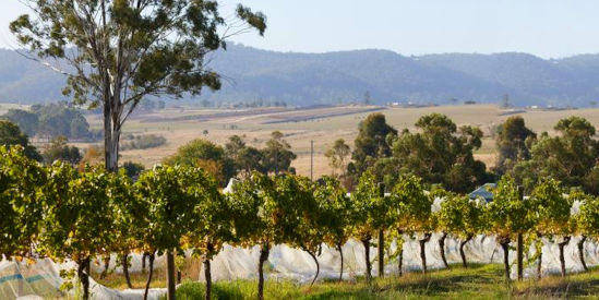 Cosmo Wines, Chirnside Park
