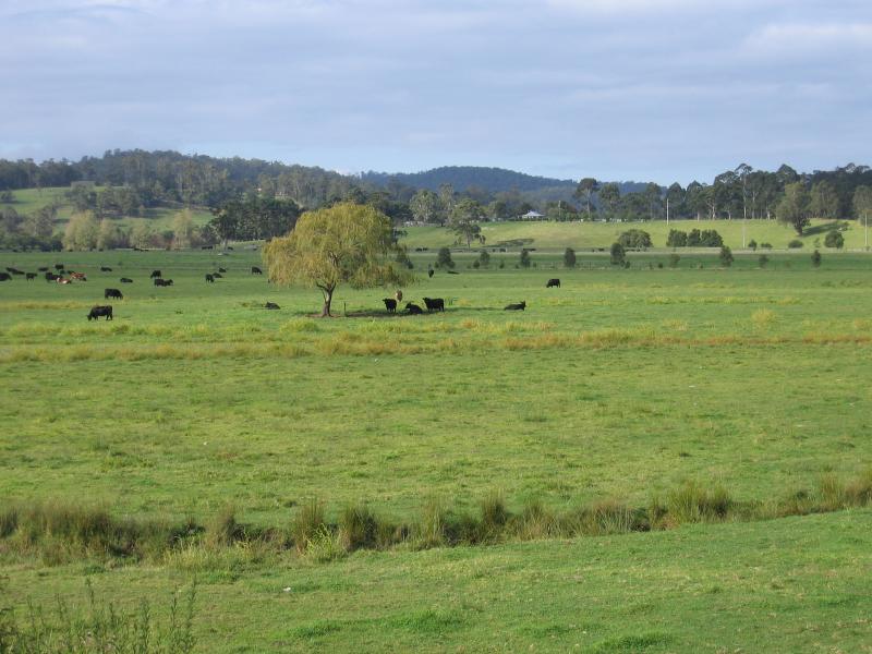 Mallacoota - Genoa and Mallacoota Road: View east across grazing land, Mallacoota Rd, one kilometre from Genoa