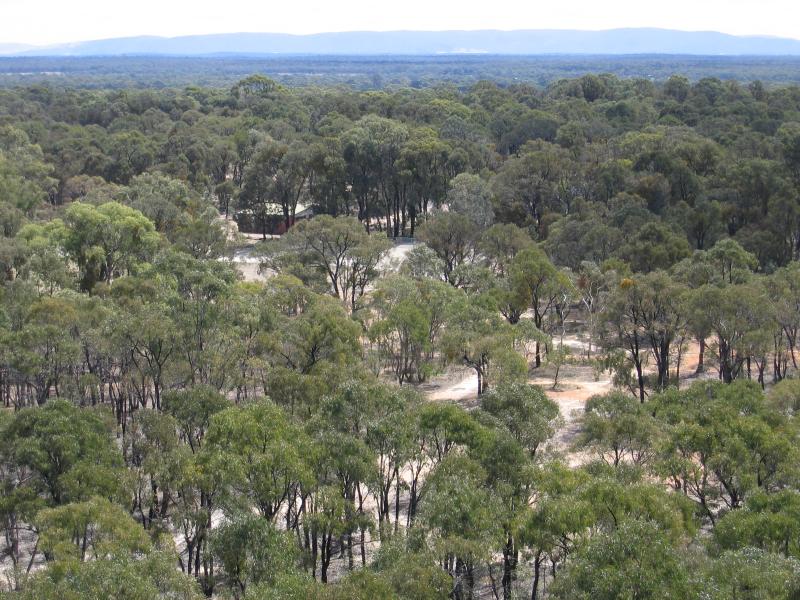 Maryborough - Bristol Hill Reserve: View of bush around reserve from lookout tower