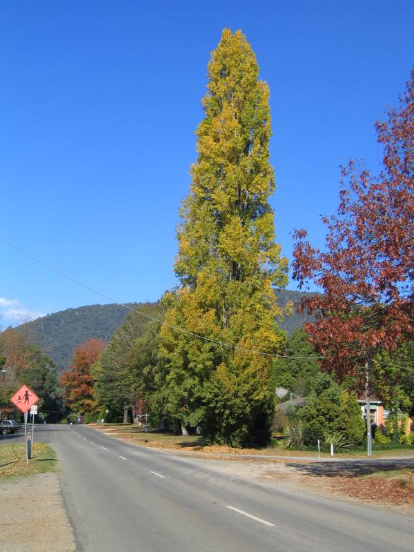Marysville - (before the fires) Around Marysville: View south-east along Falls Rd at Pack Rd