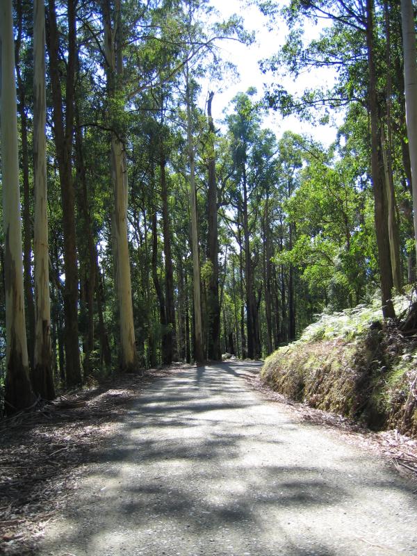 Marysville - Paradise Plains Road: View along road
